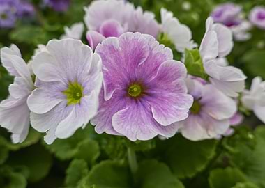 colorful primroses