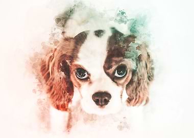 Cavalier King Charles