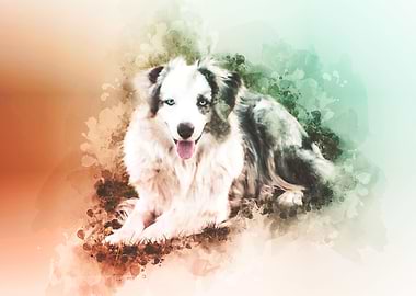Australian Shepherd
