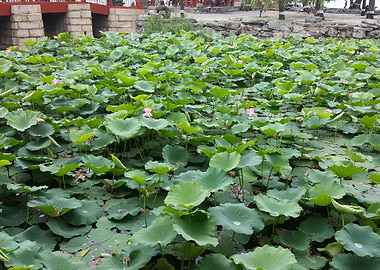 The Lotus Near the Bridge