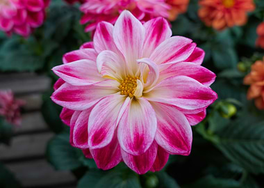 pink dahlia in the garden