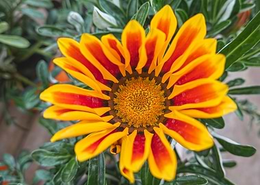 garzania flower in bloom