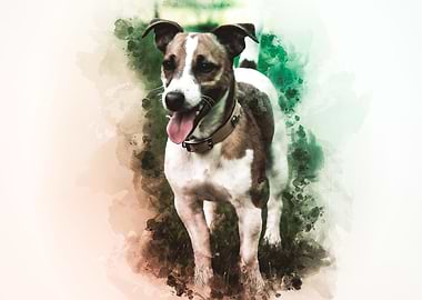 Jack Russell Terrier