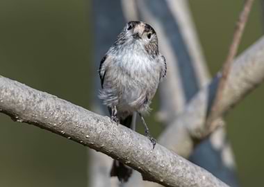 long tailed tit bird