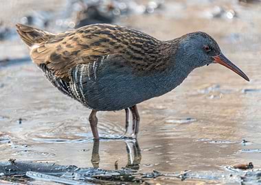 Water Rail bird Rallus
