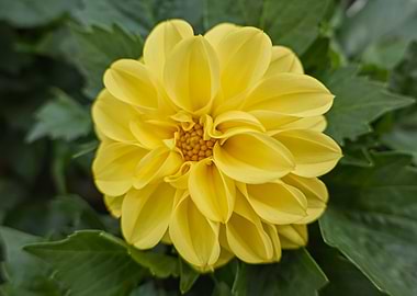 yellow dahlia in bloom