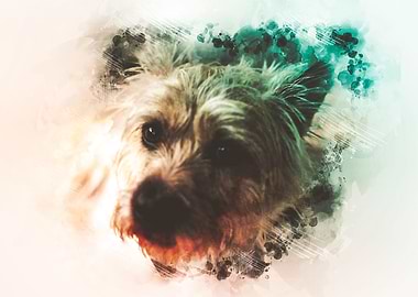 Cairn Terrier Painting