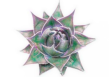 isolated succulent plant