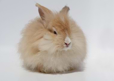 Angora Bunny