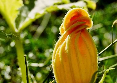 Hello Yello Marrow Flower
