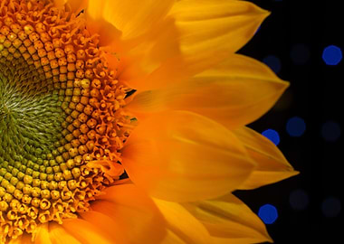 Closeup Sunflower