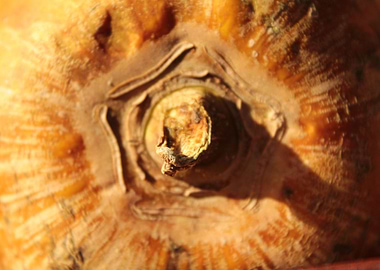 Centro de una papaya