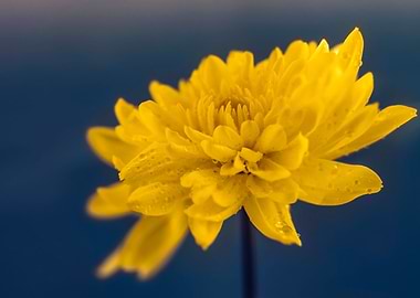 Chrysanthemum