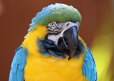 Macaw Fauna