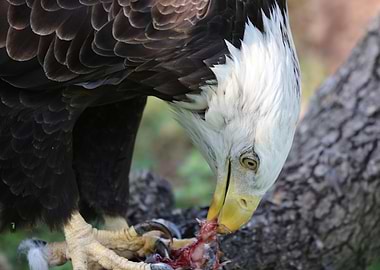 Bald Eagle snack