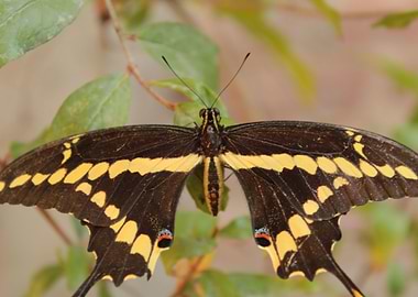 Extendiendo las alas