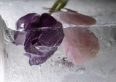 Mixed Tulips in ice 2