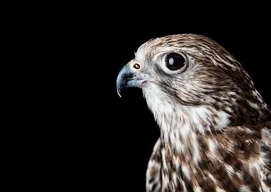 Saker Falcon