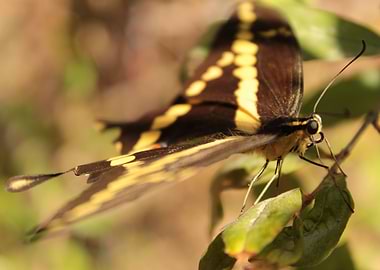 Close up de mariposa