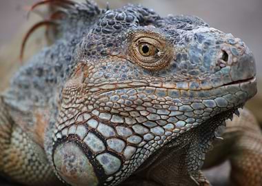 Iguana Fauna