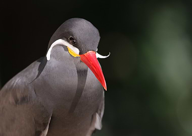 Magnificent Moustache Bird
