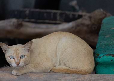Brown cat with Blue eyes