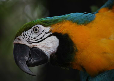 curious macaw