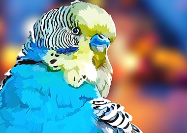 Blue budgie