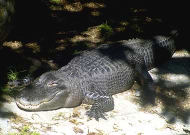 Alligator Sunbathing