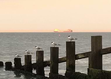 Synchronized Gulls
