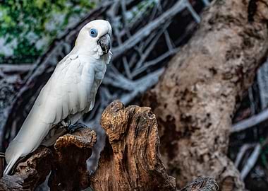 A White Albino Parrot