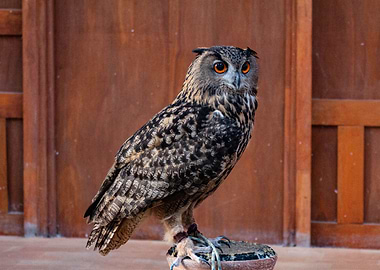Large brown Owl
