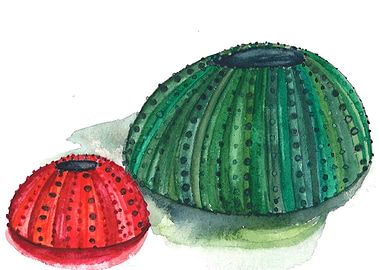 Sea Urchin green
