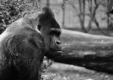 Silverback gorilla