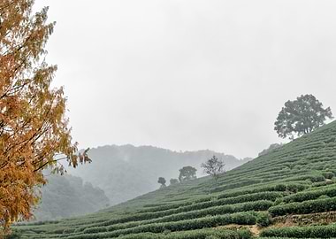tea farm