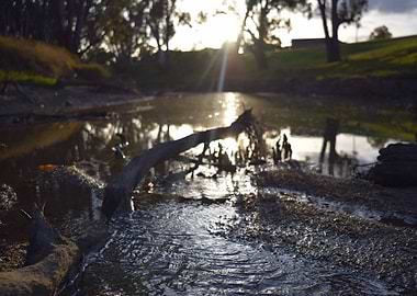 Winter in the creek bed