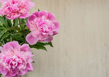 Peonies flowers