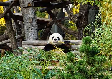 Panda Bear