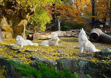 White Wolves