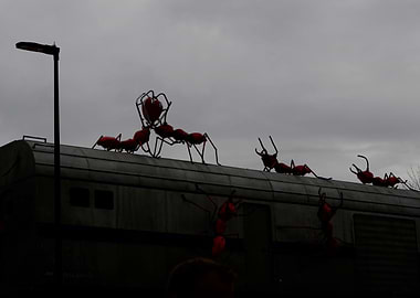 Invasion of the ants