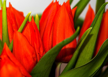 orange tulips
