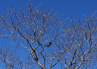 Bird in a tree