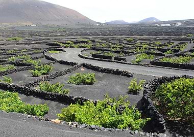Vineyard in Lanzarote