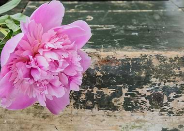 Peonies flowers
