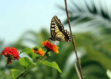 Butterfly and flowers