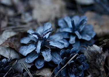 Pine cones