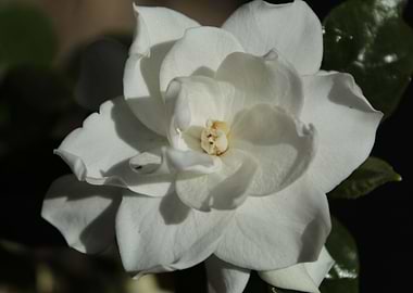 Gardenia