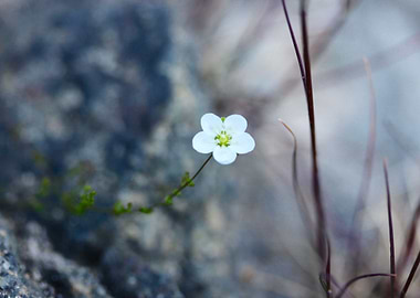 Little white flower