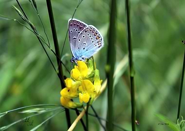 Adonis blue