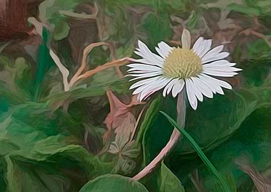 abstract daisy in spring